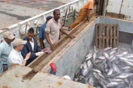 President Michel visits  the Port of Victoria (2) - viewing the tuna fisheries catch